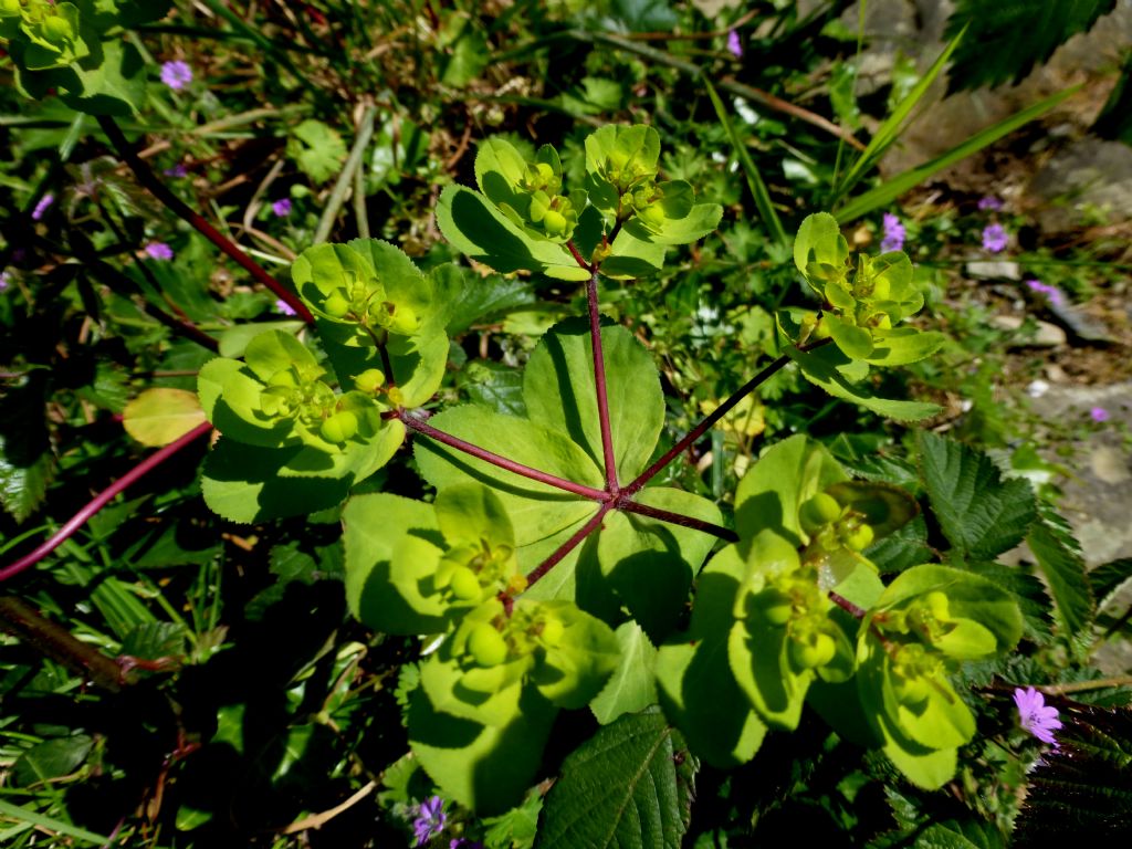 Euphorbia helioscopia L.